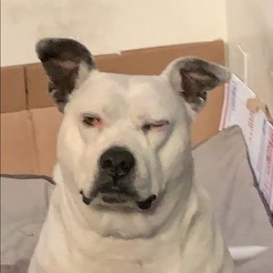 Meet your Posher, Maiya